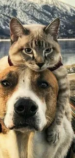 Cat sitting on dog's head with mountain and lake backdrop.