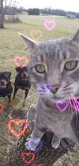 Playful gray cat takes selfie with three dogs in a park.