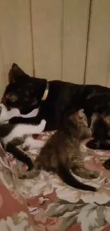 A mother cat cuddles with two kittens on a floral bedspread.