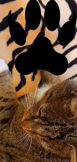 Cat resting on orange tiger-striped blanket with black paw print design.