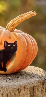 Black cat in carved pumpkin on a rustic log, perfect for autumn ambiance.