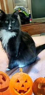 Black and white cat with pumpkins on a purple bed.