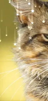 Close-up of a cat with stars on a golden background.