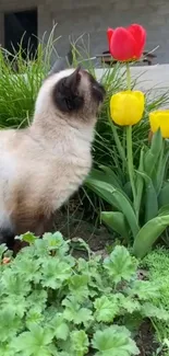 Siamese cat enjoying a garden with vibrant tulips.