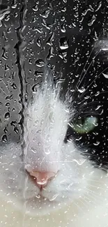 Cat behind a rain-covered window, looking outside.