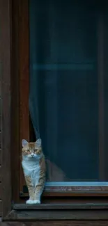 Ginger cat sitting by a wooden window.