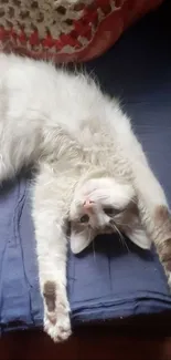 Cat stretched on a navy blue blanket, relaxing.