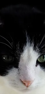 Close-up of black and white cat with green eyes, mobile wallpaper.