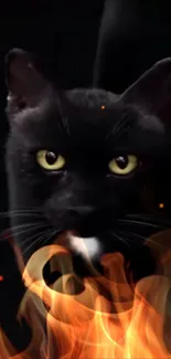 Cat Carnivore Felidae Live Wallpaper