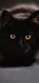 A majestic black cat with yellow eyes, staring intently.