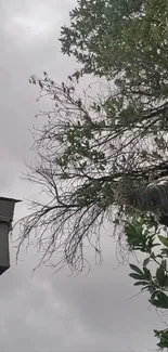 Cat climbing a tree against a gray sky.