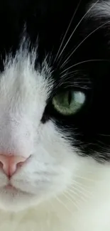 Close-up of a cat's face with striking green eyes.