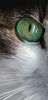 Close-up of a cat's green eye, showcasing fine fur details.