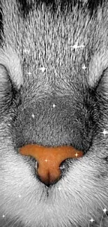 Close-up of a cat’s face in black and white with an orange nose.