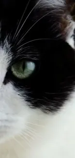 Close-up of a cat's face with green eyes, black and white fur.