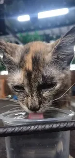 Adorable cat drinking water from a plastic cup.