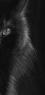 Majestic black cat silhouette with piercing eye, perfect for a mysterious mobile wallpaper.