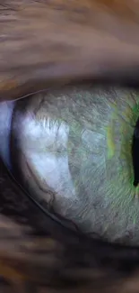 Close-up of a cat's green eye, showcasing vibrant detail and color.