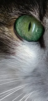 Close-up of a cat's green eye with detailed fur texture.