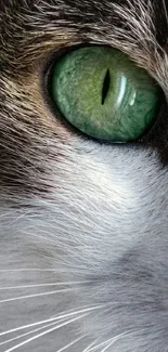 Close-up of a cat's green eye with detailed fur texture.