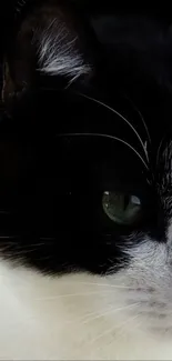 Cat Eye Felidae Live Wallpaper