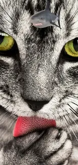 Cat Eye Vertebrate Live Wallpaper