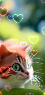 Cat Facial Expression Vertebrate Live Wallpaper