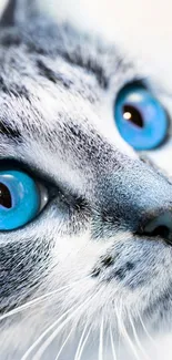 Close-up of a cat with striking blue eyes on a wallpaper.