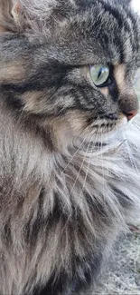 Profile view of a fluffy cat with gray fur and green eyes.