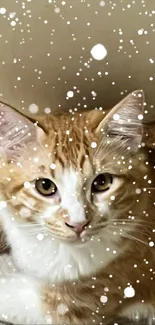 Cat Felidae Carnivore Live Wallpaper