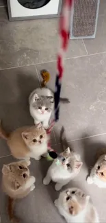 Playful kittens gathered on a gray tiled floor, chasing a colorful toy.