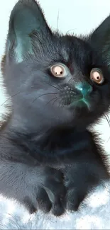 Cat Felidae Carnivore Live Wallpaper