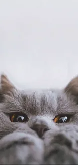 Cat Felidae Carnivore Live Wallpaper