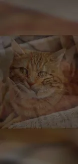 Orange cat resting on a plush blanket, perfect for wallpaper.