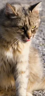 Cat Felidae Felinae Live Wallpaper