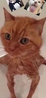 Wet ginger cat in a bath with a funny expression.