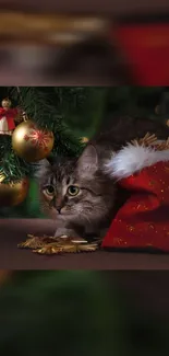 Tabby cat under Christmas tree with red stocking and gold ornaments.