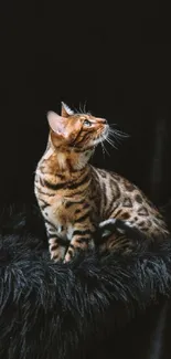 Cat Felidae Small To Medium-sized Cats Live Wallpaper