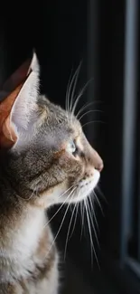 Cat gazing out a window in a serene and thoughtful pose, capturing tranquility.