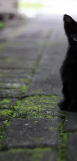 Cat Green Road Surface Live Wallpaper