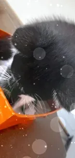 Black and white kitten in an orange box on a wooden surface.