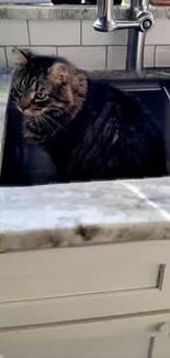 Cat sitting in a kitchen sink with granite countertop.