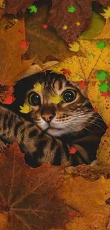 Cute cat peeking through colorful autumn leaves.