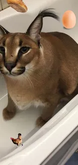 A cat in a bathtub with an egg and loaf of bread.