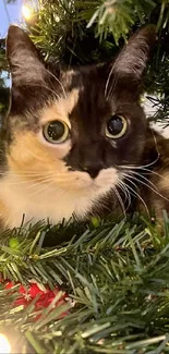 Curious cat nestled in Christmas tree among twinkling lights.