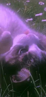 Playful cat in violet-tinted field with flowers.