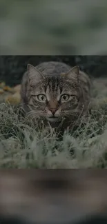 A cat crouching in lush green grass, staring intently.