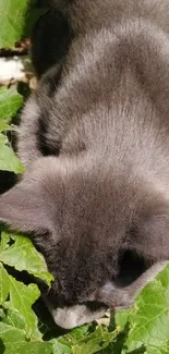 Black cat amidst lush green leaves outdoors.