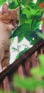 Curious cat sitting on a wooden fence with lush green leaves behind.