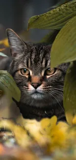 A tabby cat peeks through green leaves in a natural setting.